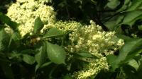 News video: Elderflowers help Romania's rural economy blossom