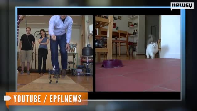 News video: Scientists Build Robot Designed to Run Like a Cat